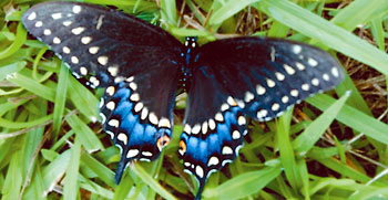 Butterfly in Herman Park