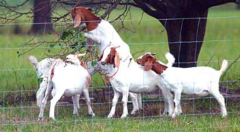 Goats at play