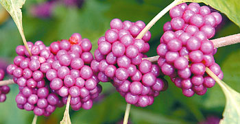 Callicarpa americana