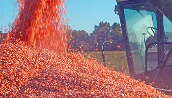 Corn harvestor