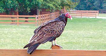 Turkey vulture