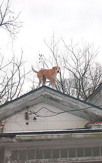 Dog on roof