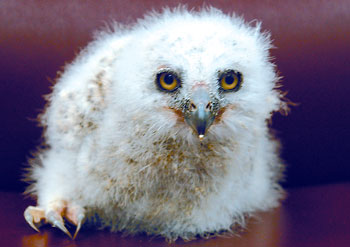 Baby barred owl