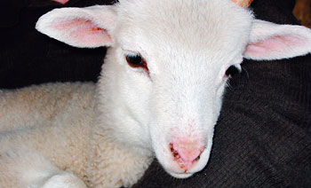 Baby lamb