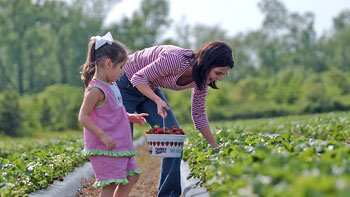 Wayne County strawberry picking