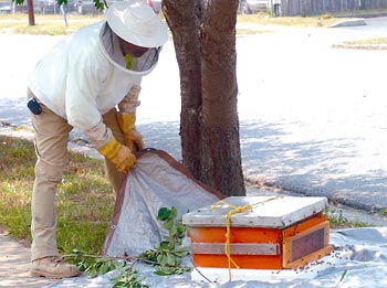 Bee removal