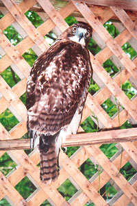 Ruger the red-tailed hawk
