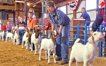 Wayne County Junior Livestock Show