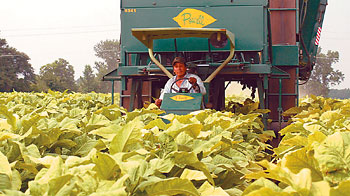 Tobacco Harvest