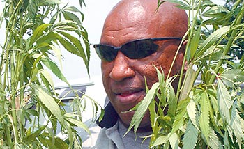 Marijuana plants discovered