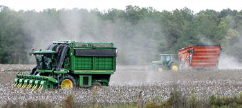 Dusty Cotton Picking